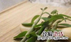 干的铁皮石斛怎么保存 干的铁皮石斛怎么保存最好