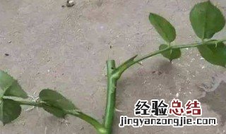 鲜花扦插方法 如何差鲜花