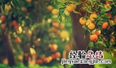 家里种什么果树好看 家里种什么果树好