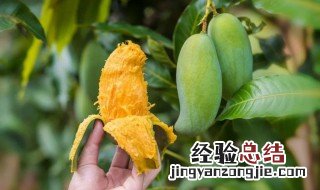 芒果买回来是青的硬的怎么放软 芒果没放熟反而烂了是为什么