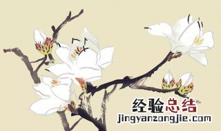 玉兰花的花语是什么茎的图片 玉兰花的花语是什么