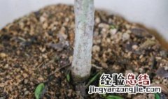 栀子花的养护要点 栀子花的养护