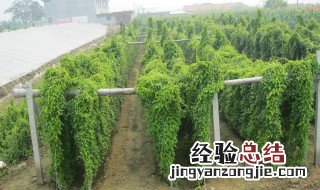 铁棍山药种植方法 山药种植方法