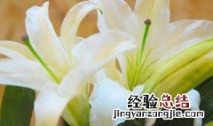 什么花代表友谊天长地久 什么花代表友谊