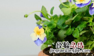 角堇播种季节 角堇花期是多少？