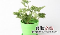 驱蚊草的盆栽养护方法 关于驱蚊草的盆栽养护方法