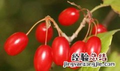 辟邪翁是什么植物 重阳为什么佩戴茱萸