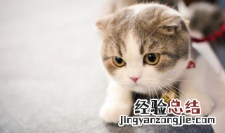 我家猫会后空翻是什么梗 我家猫会后空翻是什么梗出自哪里