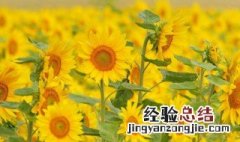 青铜葵花最后一段话的含义是什么 《青铜葵花》最后一章的主要内容