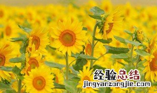 青铜葵花最后一段话的含义是什么 《青铜葵花》最后一章的主要内容