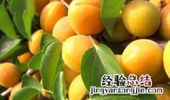 杏子怎么种植盆栽 杏子怎么种植