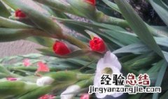 剑兰如何种植和管理 剑兰如何种植