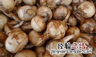 茨菇种植多久能收获 茨菇种植多久能收获果实