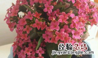 长寿花开花需要满足哪些条件 长寿花开花的条件