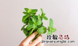 薄荷扦插繁殖技术 薄荷怎么扦插繁殖