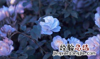 十大爬藤月季排名勤花 蓝色阴雨月季如何垂吊养