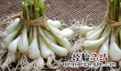 藠头是什么菜 藠头是什么菜怎么读