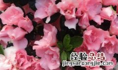 怎样养杜鹃花? 怎样养杜鹃花