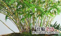 簕竹生桩种植详细教程 簕竹的养殖方法和注意事项