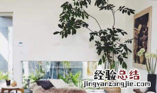 房间不能放什么植物呢 房间不能放什么植物