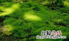 绿苔藓怎么去除 绿苔藓怎么去除鱼缸