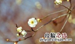 立春经典祝福句子大全简短 立春经典祝福句子大全