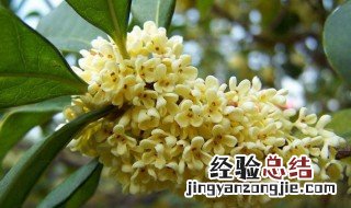 桂花生根粉正确使用方法图片 桂花生根粉正确使用方法