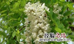 槐花树怎么种植方法 槐花树怎么种