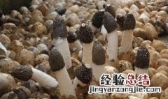 大方冬荪种植基地 贵州大方冬荪的种植方法