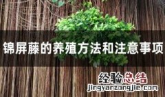 锦屏藤的养殖方法与注意事项 锦屏藤的养殖方法和注意事项