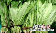 春菜和油麦菜的区别 春菜和油麦菜的区别是什么