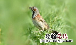 百灵鸟指的是什么人 百灵鸟指的是什么人造句