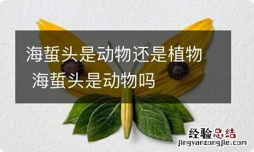 海蜇头是动物还是植物 海蜇头是动物吗