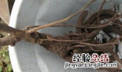 牡丹花根怎样种植方法 牡丹花的根种植方法