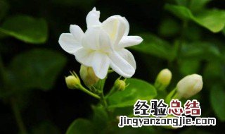 夏季种什么花好活一些 夏季种什么花好活