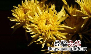 黄菊花代表什么