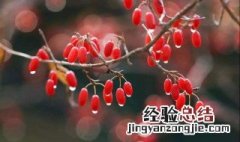 茱萸是什么节日用的 茱萸节是什么