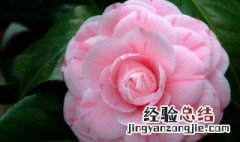 山茶花是什么颜色? 山茶花是什么颜色