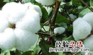 种棉花技巧 农村种棉花方法