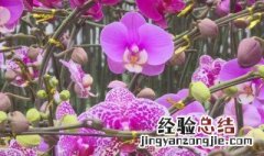 怎么制作香珠 鲜花香珠的制作方法