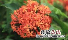 六月开什么花呀 六月开什么花