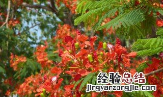 凤凰木适合在哪里种植 蓝花楹为什么禁止种植