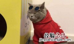 旧布如何给猫咪做衣服 旧布给猫咪做衣服 方法介绍