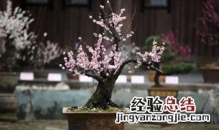 梅花盆景修剪方法视频教程 梅花盆景修剪方法