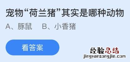 蚂蚁小课堂5.7今日答案最新：宠物“荷兰猪”其实是哪种动物？