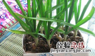 蔬菜盆景种植方法大蒜 蔬菜盆栽种植方法大全