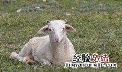 什么属相不能住东户房子 什么属相不能住东户