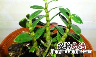 夜来香怎么种植方法 夜来香怎么种植方法图解