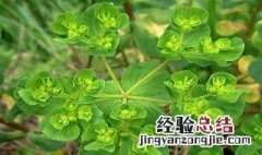 花叶蔓烂根怎么处理 花叶蔓烂根的处理方法