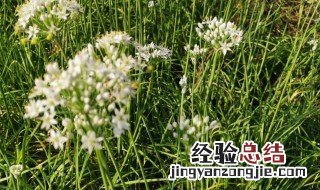 韭菜开花后如何处理 韭菜开花后处理方法介绍